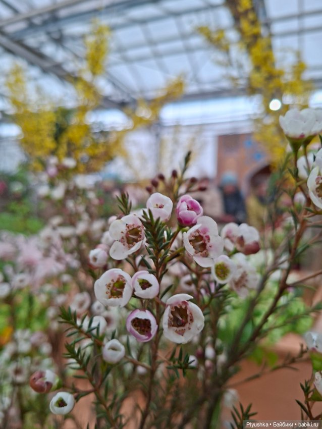 "Репетиция весны" ч.1, с Тутушоу