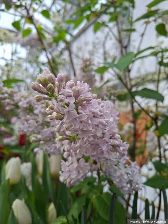 "Репетиция весны" ч.1, с Тутушоу