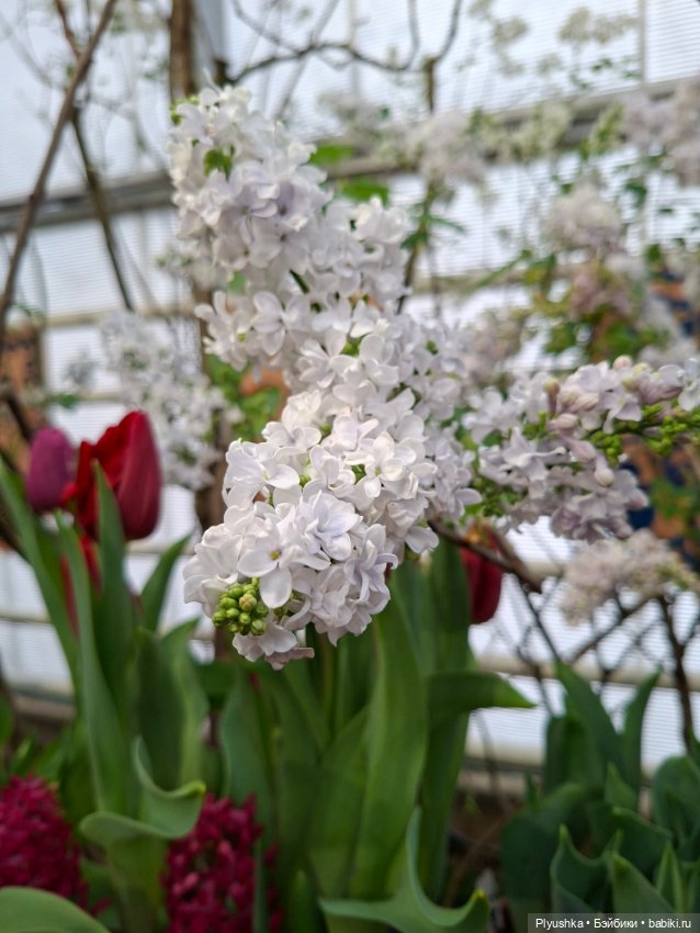 "Репетиция весны" ч.1, с Тутушоу