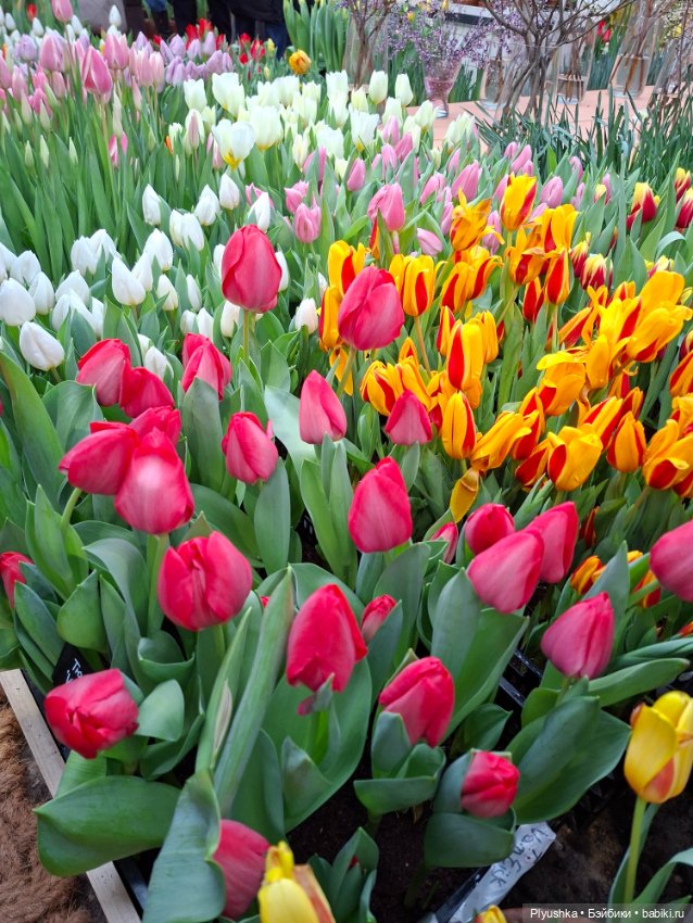 "Репетиция весны" ч.1, с Тутушоу (фото 2)