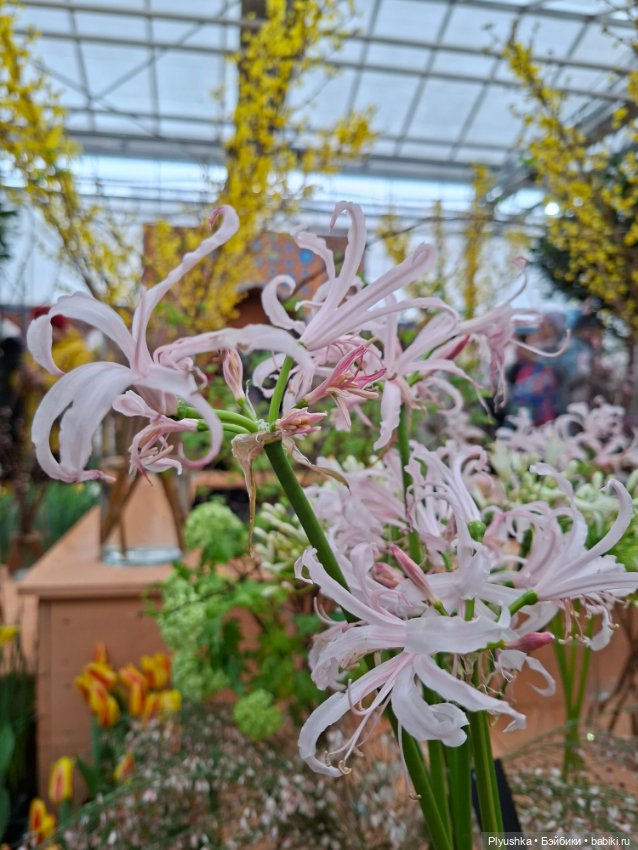 "Репетиция весны" ч.1, с Тутушоу (фото 7)