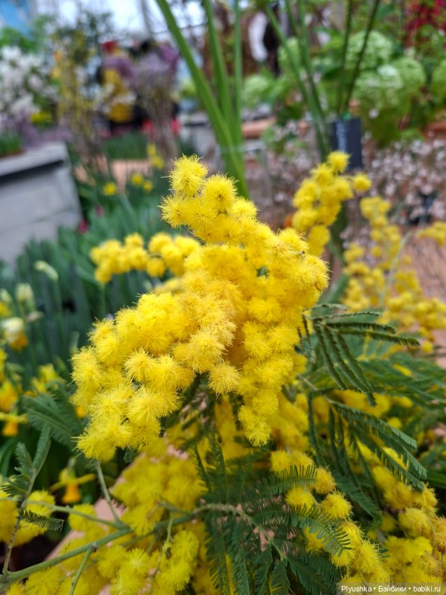 "Репетиция весны" ч.1, с Тутушоу (фото 9)