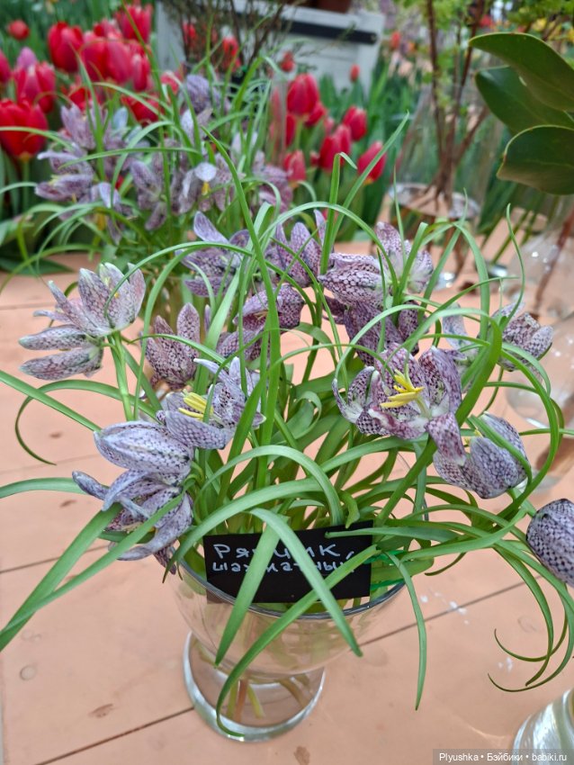 "Репетиция весны" ч.2, с Редберри (фото 10)