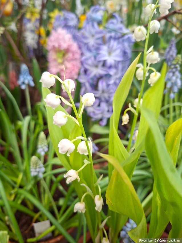 "Репетиция весны" ч.2, с Редберри