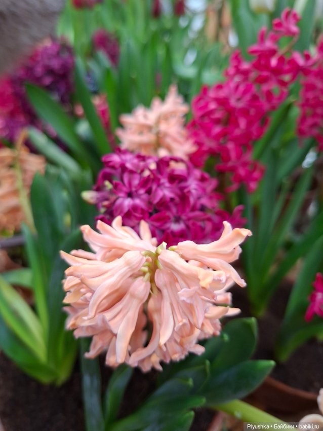 "Репетиция весны" ч.2, с Редберри