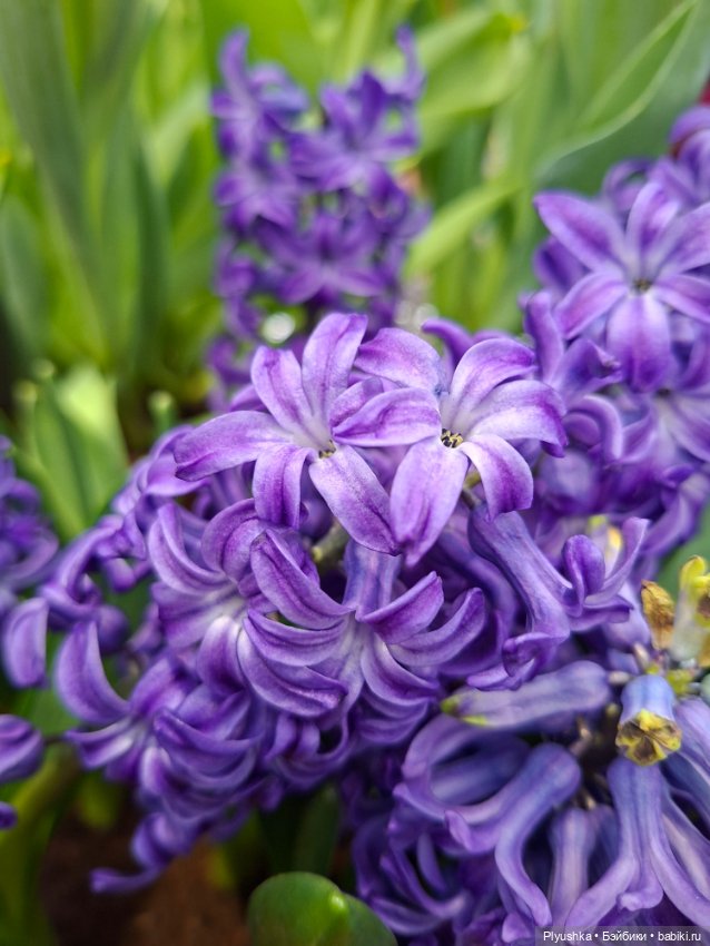 "Репетиция весны" ч.2, с Редберри (фото 4)