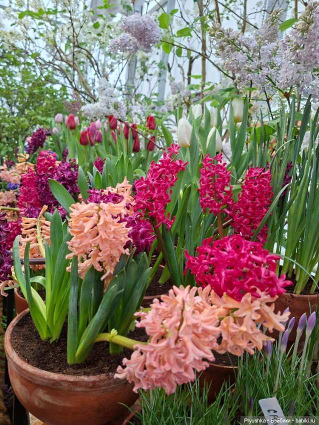 "Репетиция весны" ч.2, с Редберри