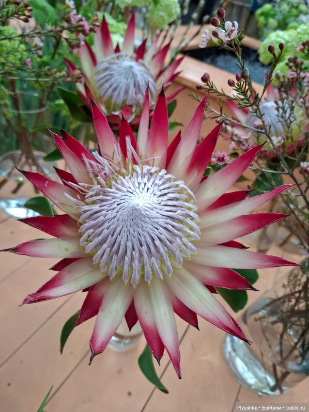 "Репетиция весны" ч.2, с Редберри