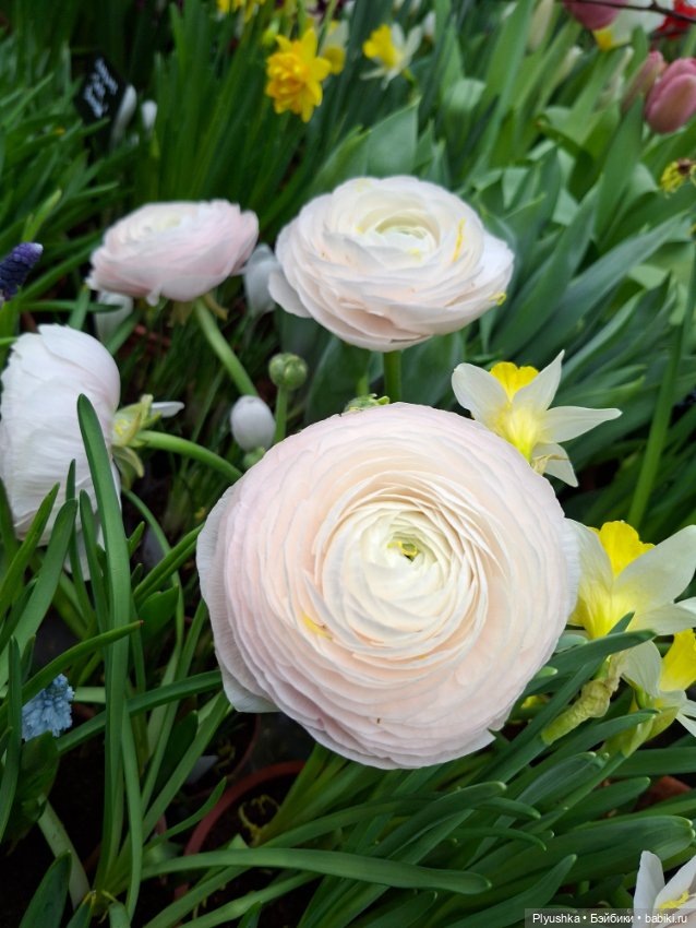 "Репетиция весны" ч.2, с Редберри