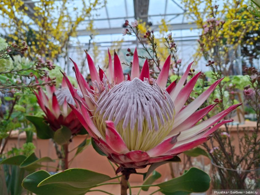 "Репетиция весны" ч.2, с Редберри