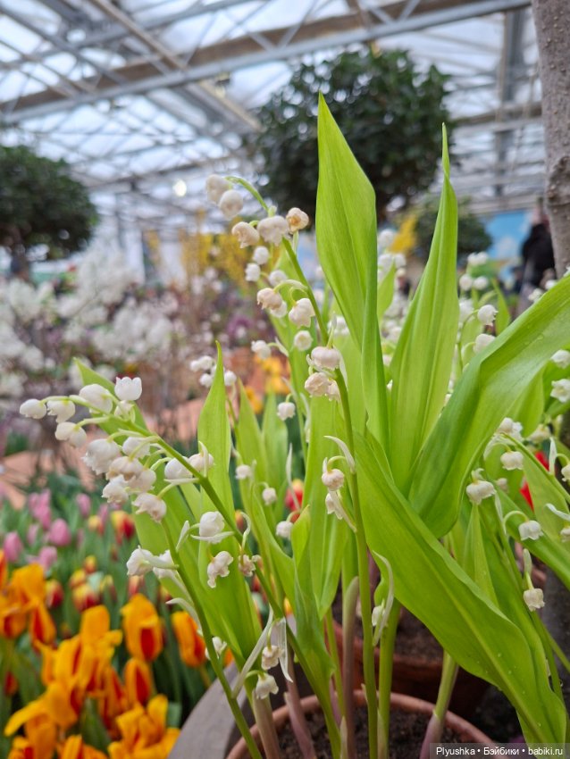 "Репетиция весны" ч.2, с Редберри