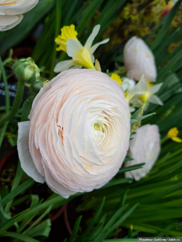 "Репетиция весны" ч.2, с Редберри