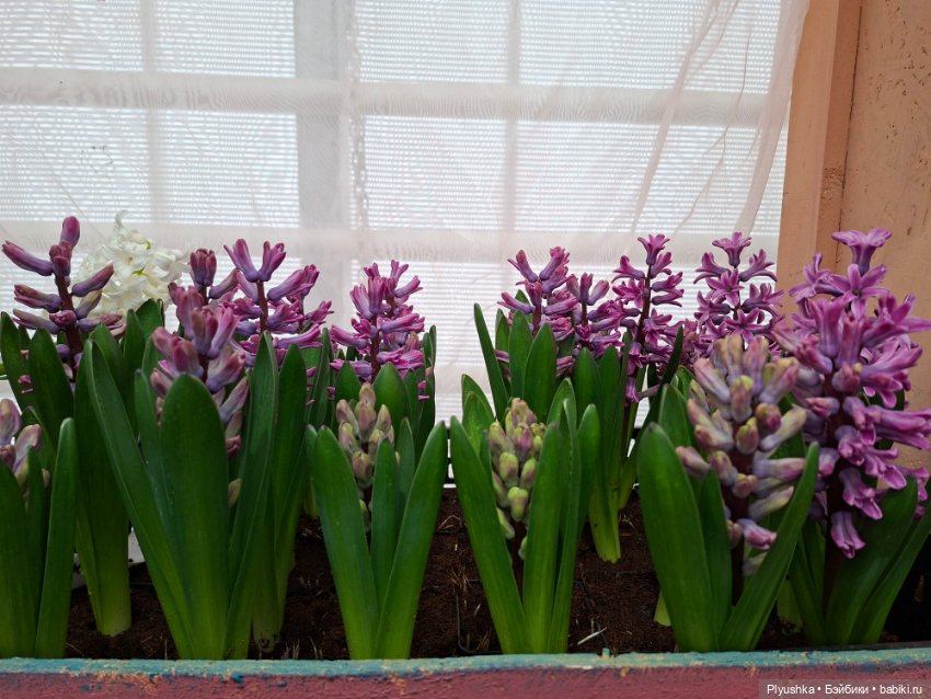 "Репетиция весны" ч.2, с Редберри (фото 5)