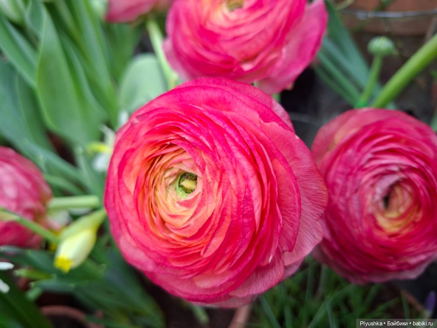 "Репетиция весны" ч.2, с Редберри