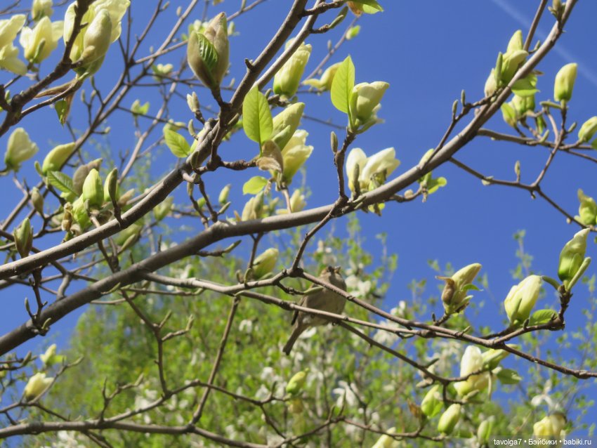 Popo @ Milk и весна 2025 — Азиатские виниловые куклы (разное): Китай