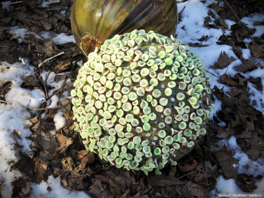 Popo @ Milk и весна 2025 — Азиатские виниловые куклы (разное): Китай (фото 7)