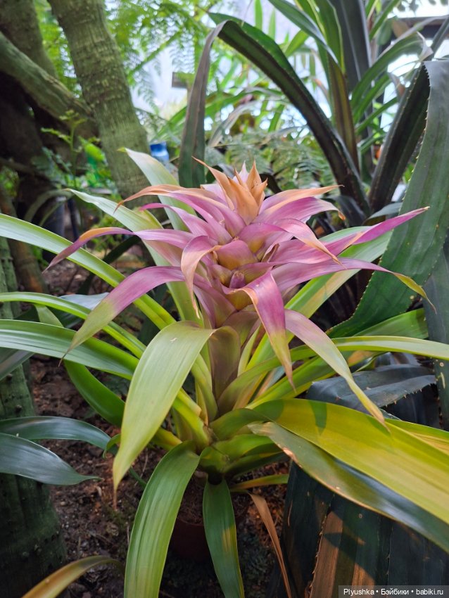 Аука в джунглях — Домашние фото авторских кукол: личные коллекции (фото 6)