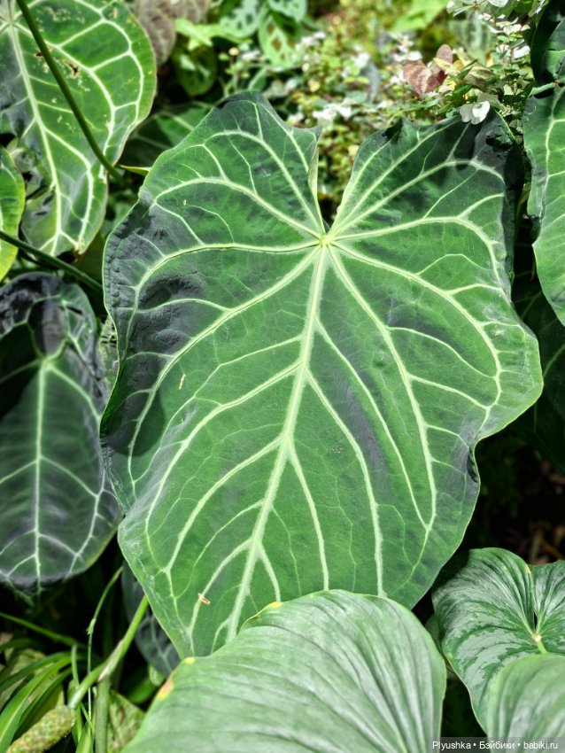 Аука в джунглях — Домашние фото авторских кукол: личные коллекции