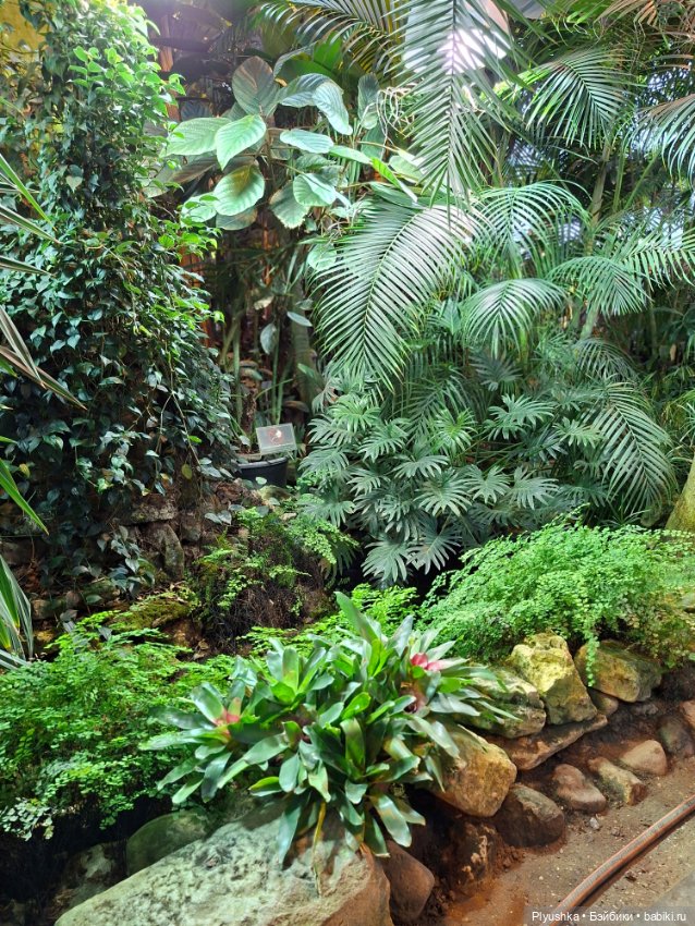 Аука в джунглях — Домашние фото авторских кукол: личные коллекции