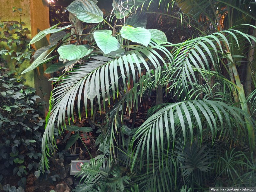 Аука в джунглях — Домашние фото авторских кукол: личные коллекции (фото 3)