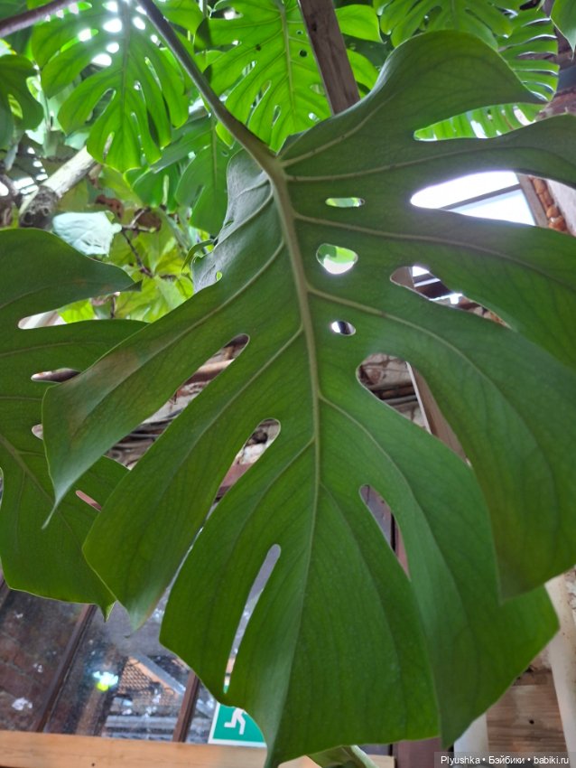 Аука в джунглях — Домашние фото авторских кукол: личные коллекции