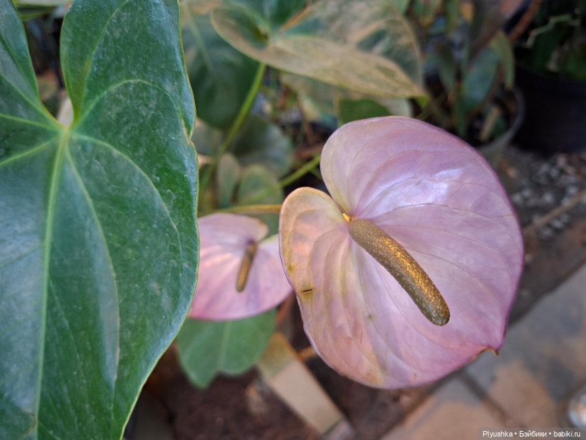 Аука в джунглях — Домашние фото авторских кукол: личные коллекции (фото 10)