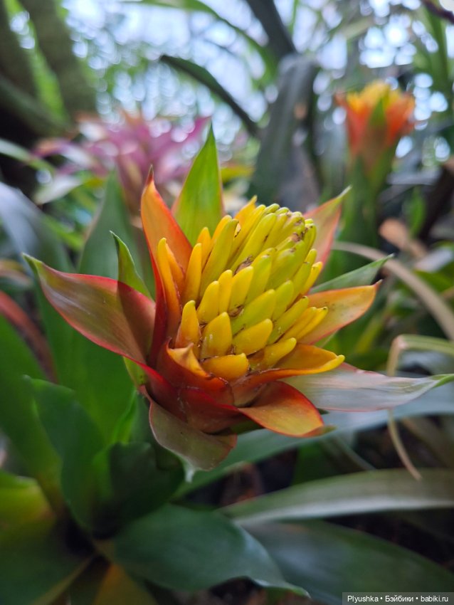 Аука в джунглях — Домашние фото авторских кукол: личные коллекции (фото 4)