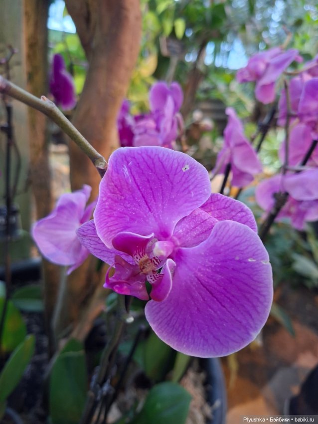 Где цветут орхидеи — Куклы Max & Jessi (Любимая подружка): виниловые (фото 7)