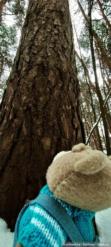 Испытательный срок для Тэдди