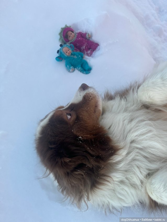 Мотя и Кили гуляют с собаками (фото 8)