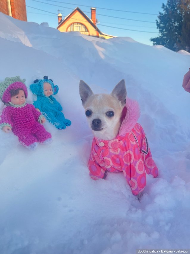 Мотя и Кили гуляют с собаками (фото 6)