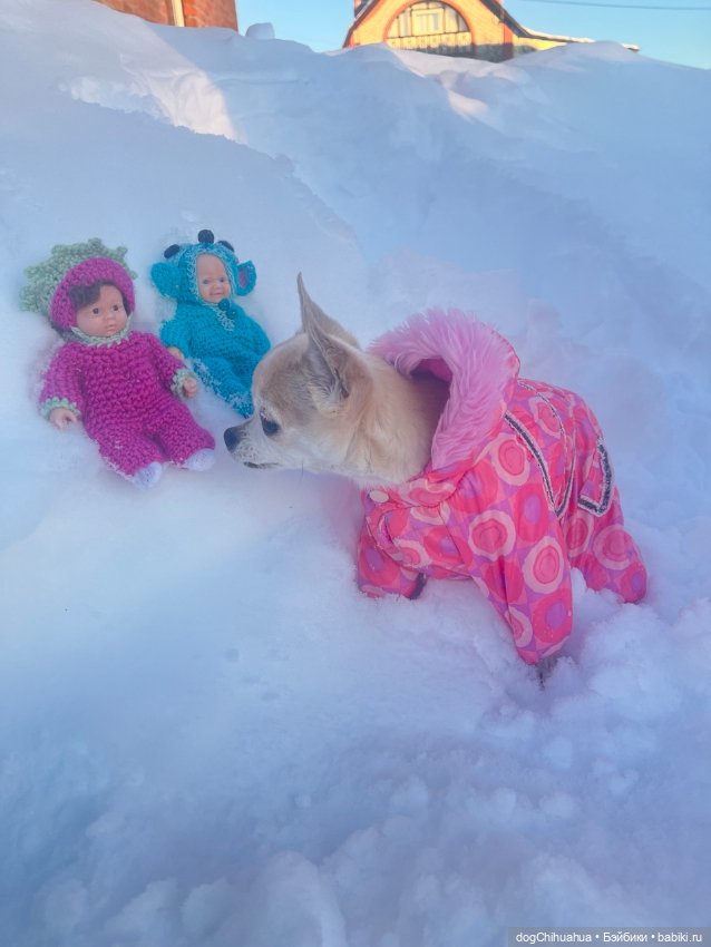 Мотя и Кили гуляют с собаками (фото 5)