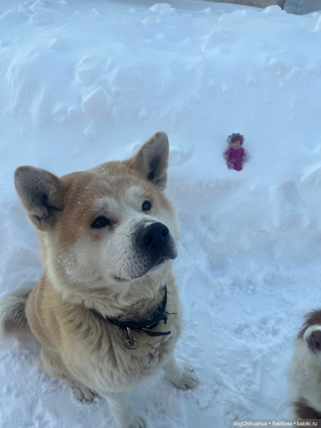 Мотя и Кили гуляют с собаками (фото 4)