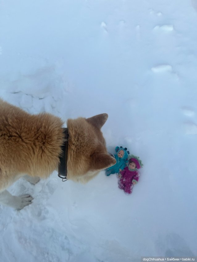 Мотя и Кили гуляют с собаками (фото 3)