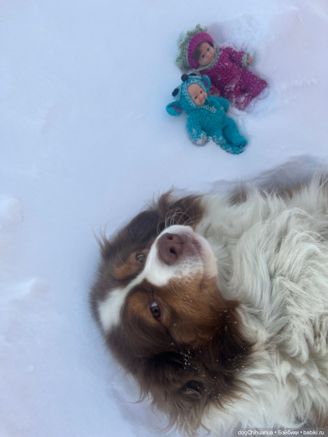 Мотя и Кили гуляют с собаками (фото 7)