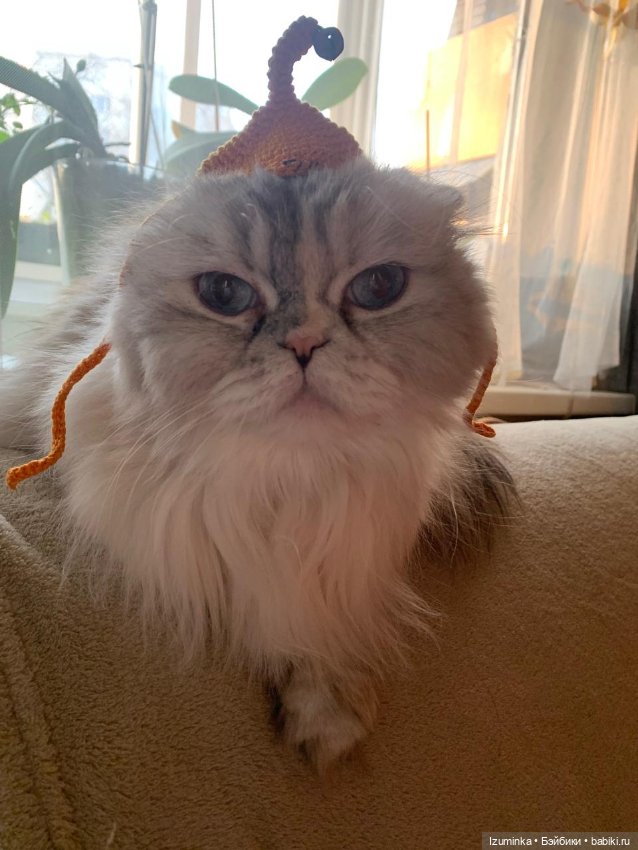 😸1 Марта - День Кошек — В мире животных: смешные фото питомцев и зверей (фото 10)