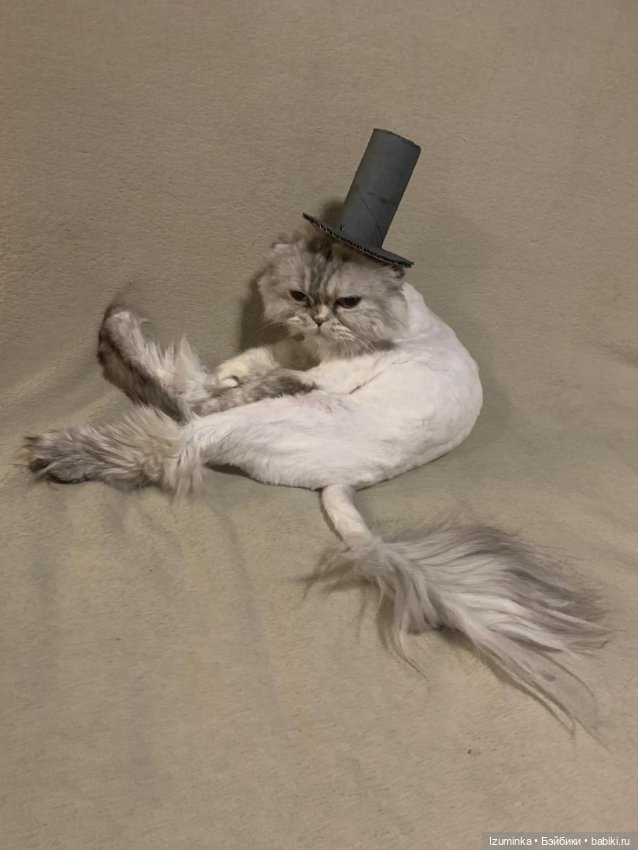 😸1 Марта - День Кошек — В мире животных: смешные фото питомцев и зверей (фото 9)