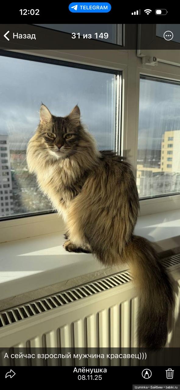 😸1 Марта - День Кошек — В мире животных: смешные фото питомцев и зверей (фото 5)