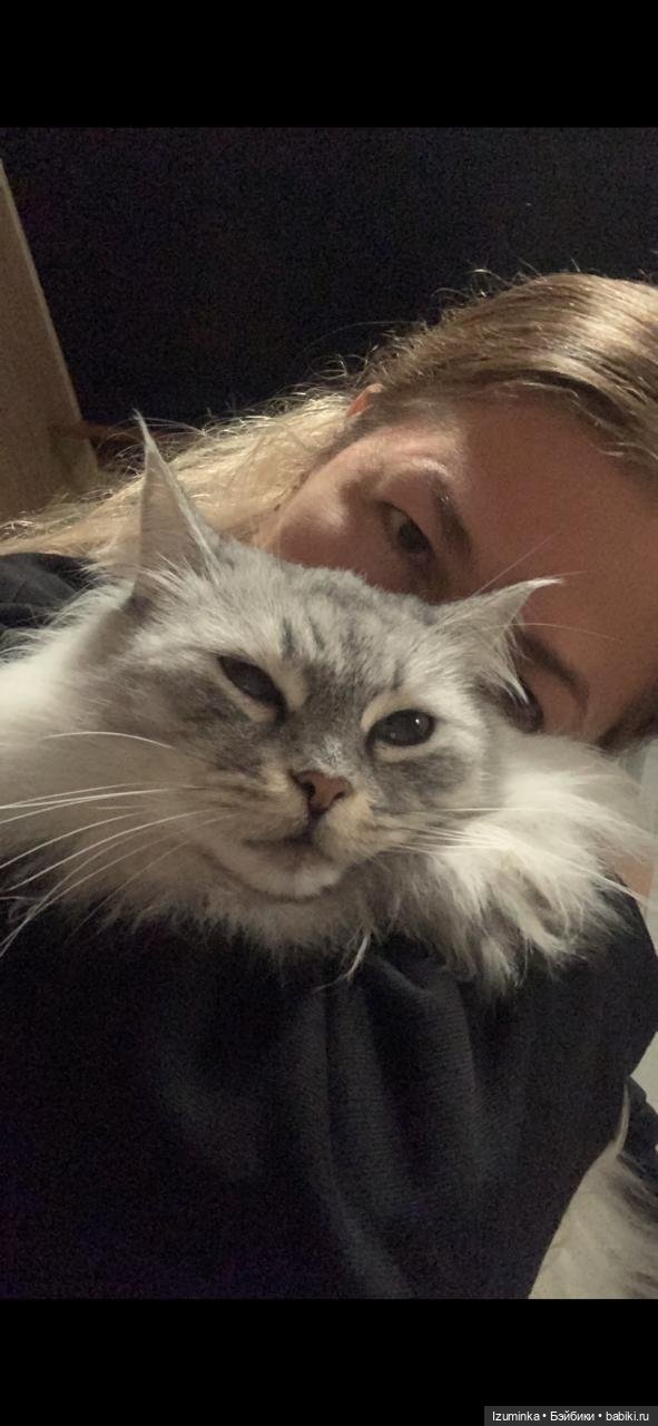 😸1 Марта - День Кошек — В мире животных: смешные фото питомцев и зверей