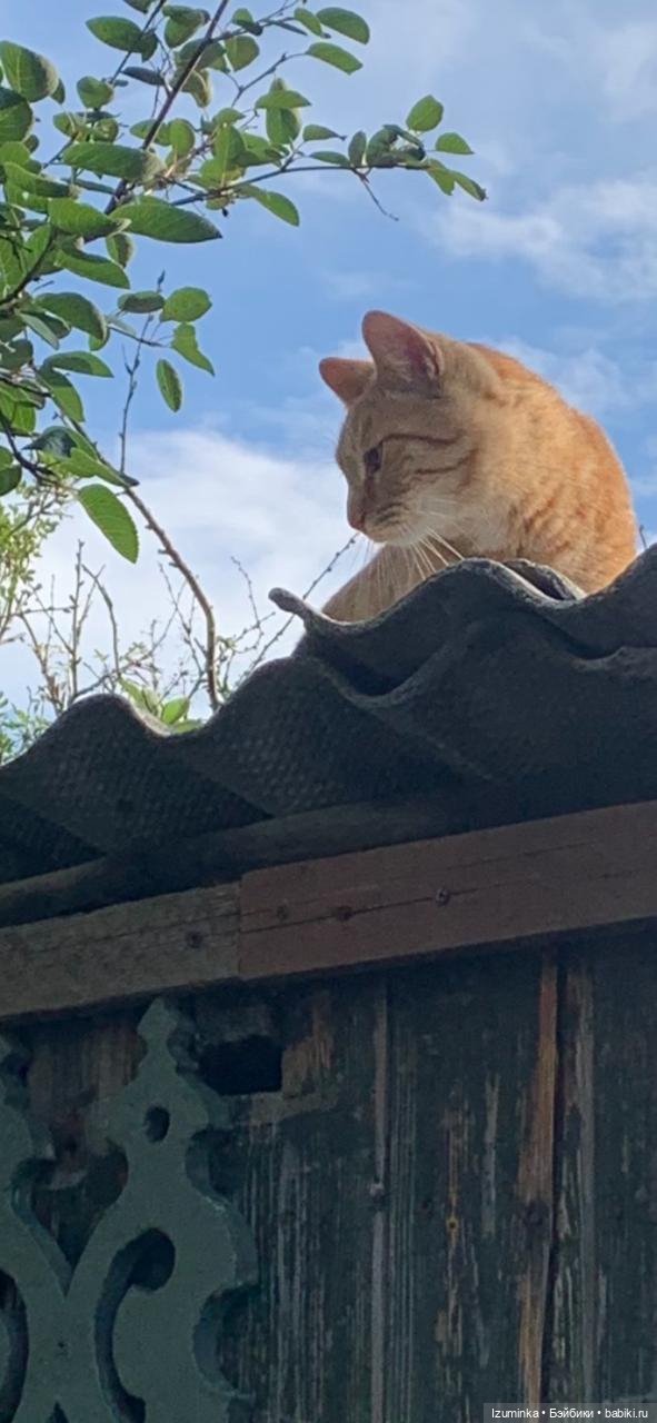 😸1 Марта - День Кошек — В мире животных: смешные фото питомцев и зверей (фото 3)