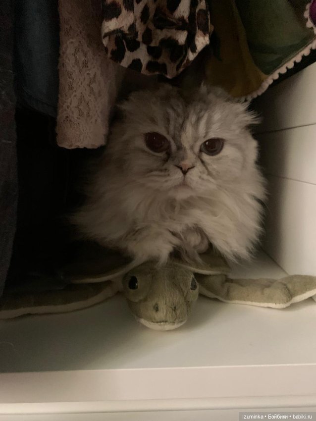 😸1 Марта - День Кошек — В мире животных: смешные фото питомцев и зверей (фото 8)