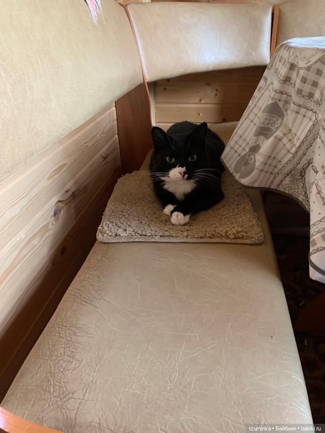 😸1 Марта - День Кошек — В мире животных: смешные фото питомцев и зверей (фото 2)