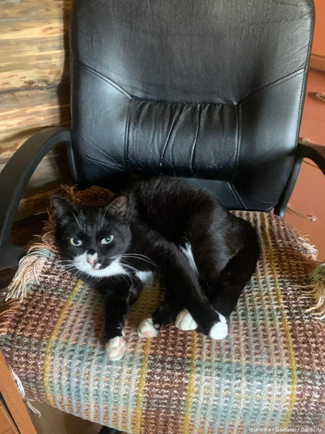 😸1 Марта - День Кошек — В мире животных: смешные фото питомцев и зверей (фото 4)