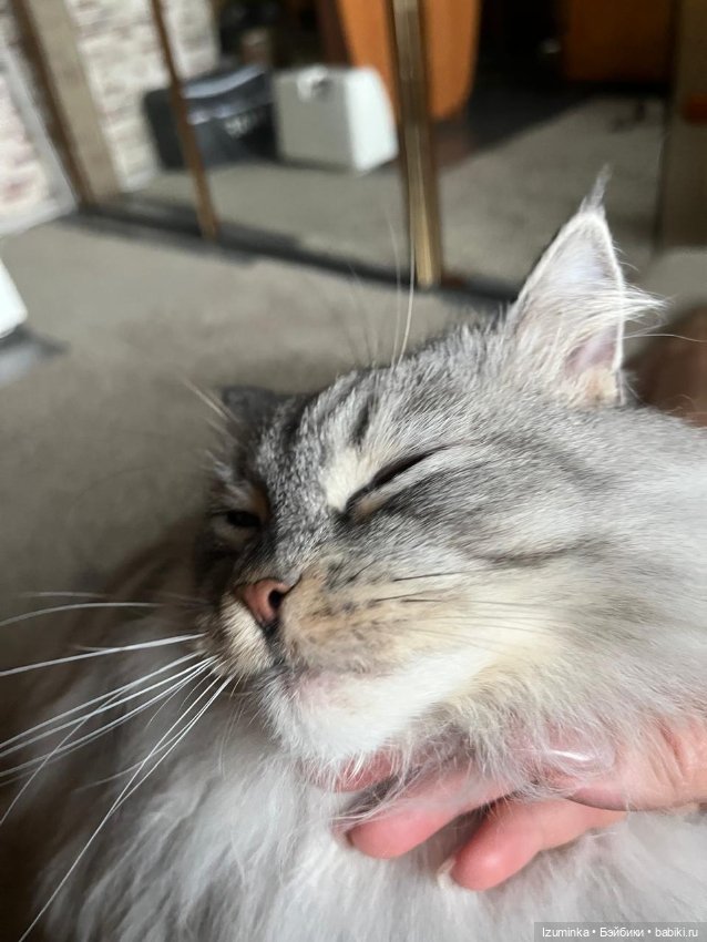 😸1 Марта - День Кошек — В мире животных: смешные фото питомцев и зверей