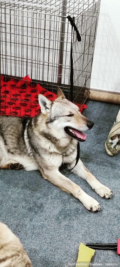 Ландо Норрис посетил зоо фест ЭКО