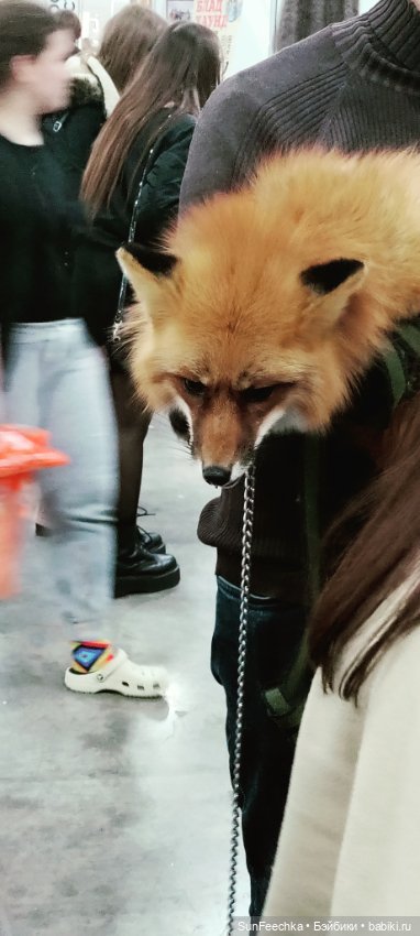 Ландо Норрис посетил зоо фест ЭКО