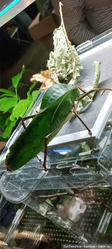 Ландо Норрис посетил зоо фест ЭКО