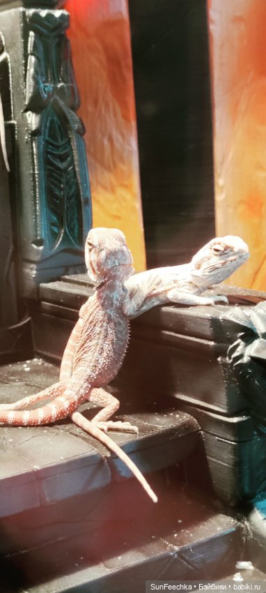 Ландо Норрис посетил зоо фест ЭКО