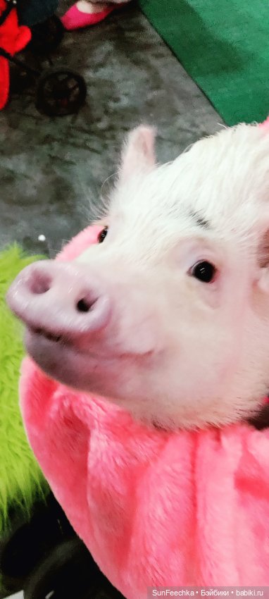 Ландо Норрис посетил зоо фест ЭКО