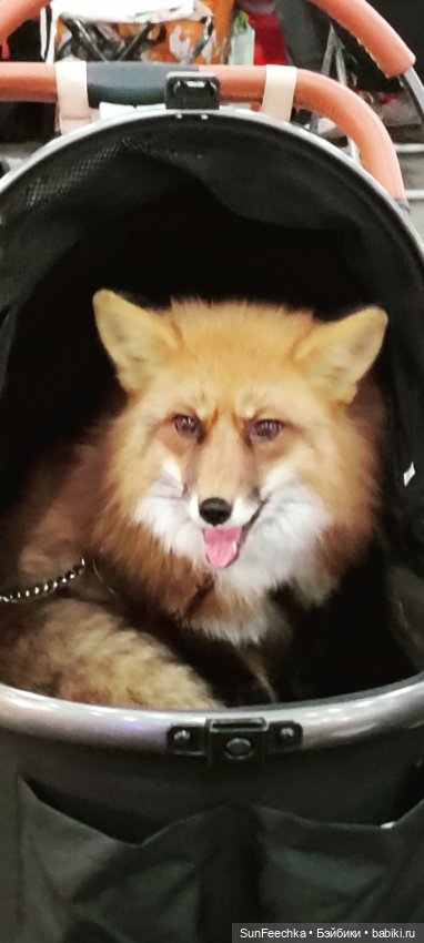 Ландо Норрис посетил зоо фест ЭКО